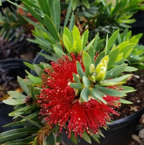 Little John Dwarf Bottlebrush Plant (Callistemon viminalis) - exotic ornamental plant, photo 2