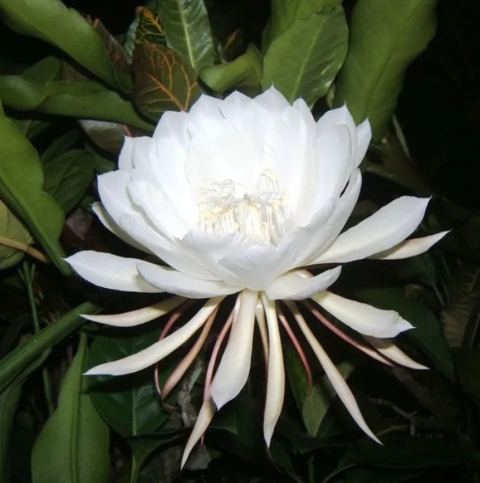 White Queen of the Night (Epiphyllum oxypetalum) - rare exotic ornamental plant