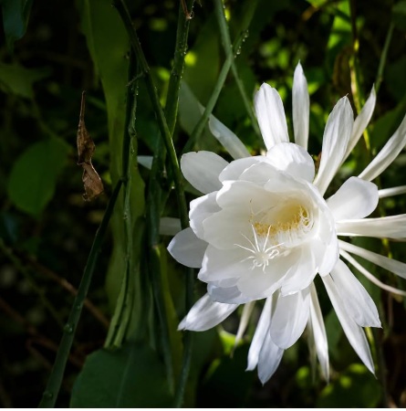 White Queen of the Night (Epiphyllum oxypetalum) - rare exotic ornamental plant, photo 3