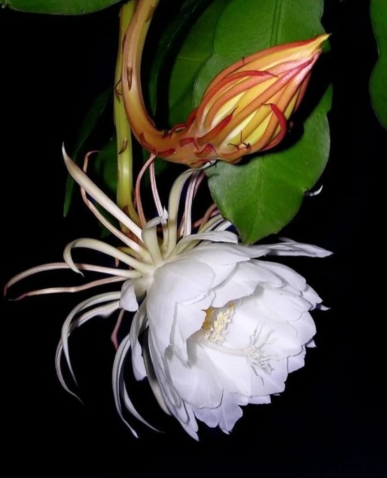 White Queen of the Night (Epiphyllum oxypetalum) - rare exotic ornamental plant, photo 4
