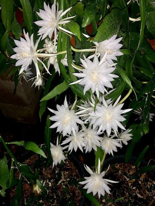 White Queen of the Night (Epiphyllum oxypetalum) - rare exotic ornamental plant, photo 5