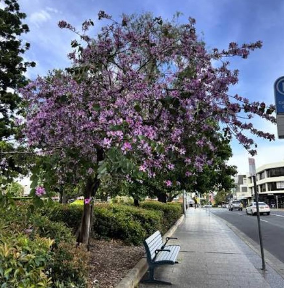 Hong Kong Orchid Tree (Bauhinia × blakeana) - exotic ornamental flowering tree