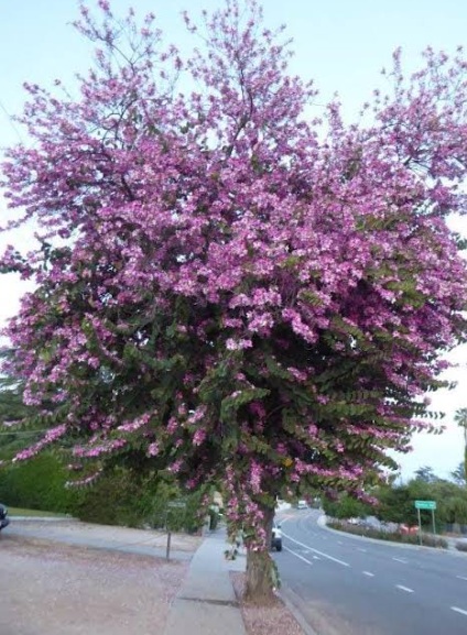 Hong Kong Orchid Tree (Bauhinia × blakeana) - exotic ornamental tree, photo 2