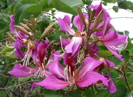 Hong Kong Orchid Tree (Bauhinia × blakeana) - exotic ornamental tree, photo 3