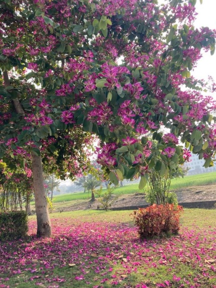 Pink Shower / Apple Blossom Tree (Cassia javanica) - exotic ornamental flowering tree