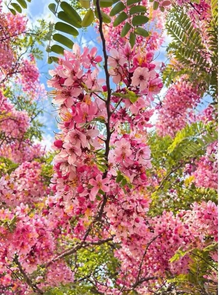 Pink Shower / Apple Blossom Tree (Cassia javanica) - exotic ornamental tree, photo 2
