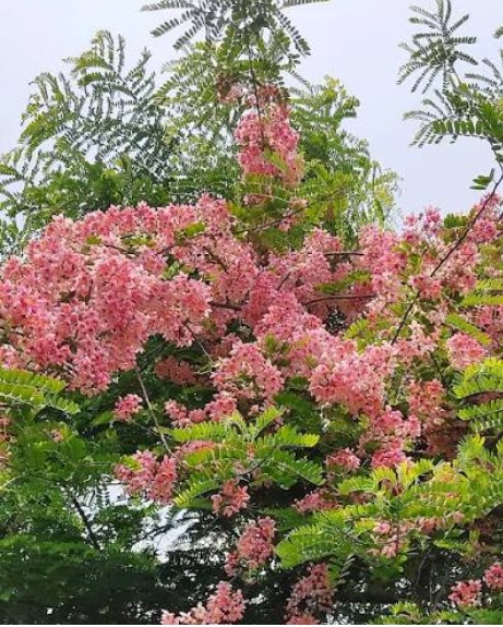 Pink Shower / Apple Blossom Tree (Cassia javanica) - exotic ornamental tree, photo 3