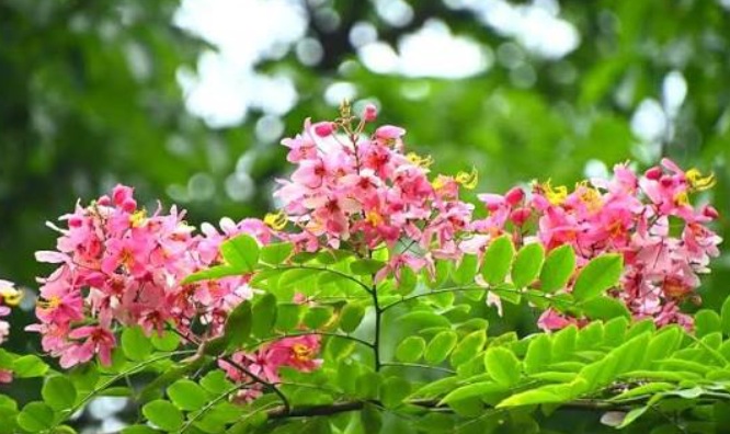 Pink Shower / Apple Blossom Tree (Cassia javanica) - exotic ornamental tree, photo 4