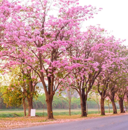 Tabebuia rosea (Pink Trumpet Tree) - exotic ornamental flowering tree