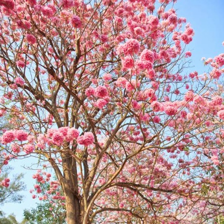 Tabebuia rosea (Pink Trumpet Tree) - exotic ornamental tree, photo 2