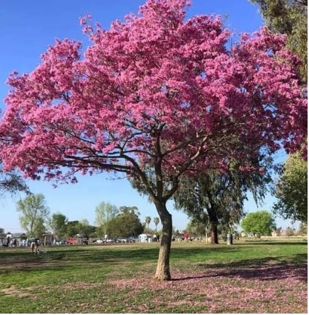 Tabebuia rosea (Pink Trumpet Tree) - exotic ornamental tree, photo 3