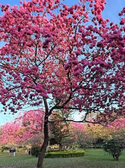 Tabebuia rosea (Pink Trumpet Tree) - exotic ornamental tree, photo 4