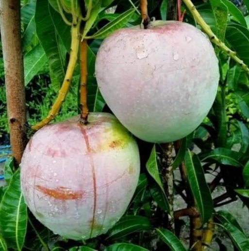 R2E2 mango fruiting on mother tree at Exotic Organic Farm Coimbatore