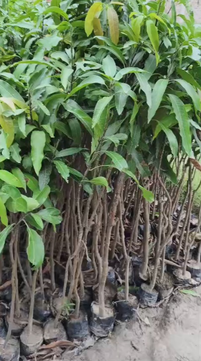 Rows of grafted R2E2 mango saplings ready for dispatch at Exotic Organic Farm nursery