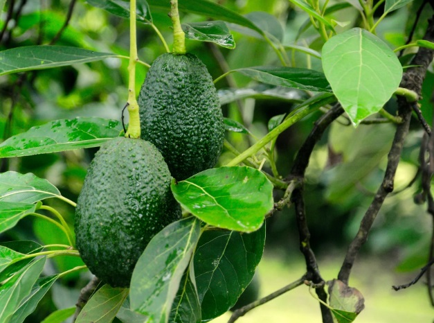 Avocados ripening on tree at Exotic Organic Farm Coimbatore