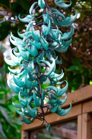 Jade Vine (Strongylodon macrobotrys) - rare exotic plant