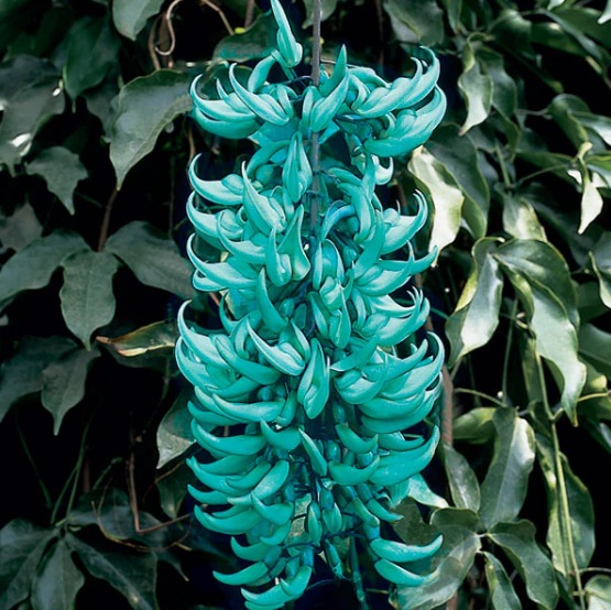Jade Vine (Strongylodon macrobotrys) - rare exotic climbing plant, photo 2