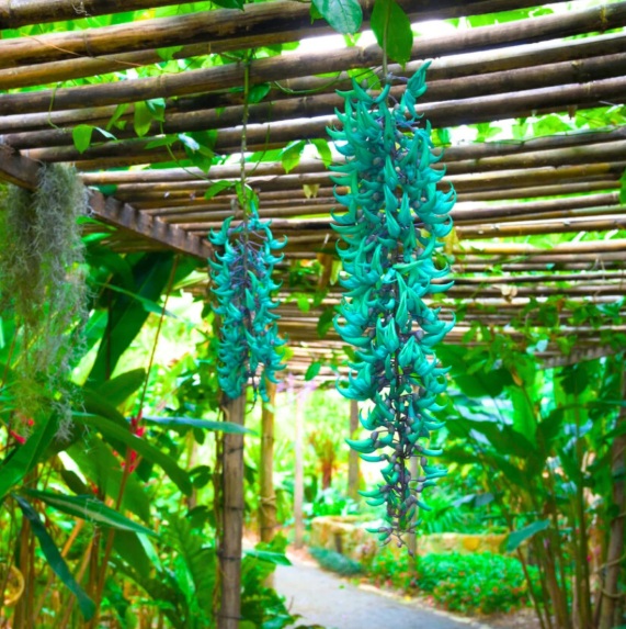 Jade Vine (Strongylodon macrobotrys) - rare exotic climbing plant, photo 3