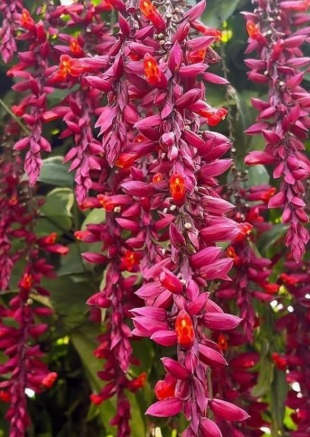 Scarlet Clock Vine (Thunbergia coccinea) - rare exotic plant
