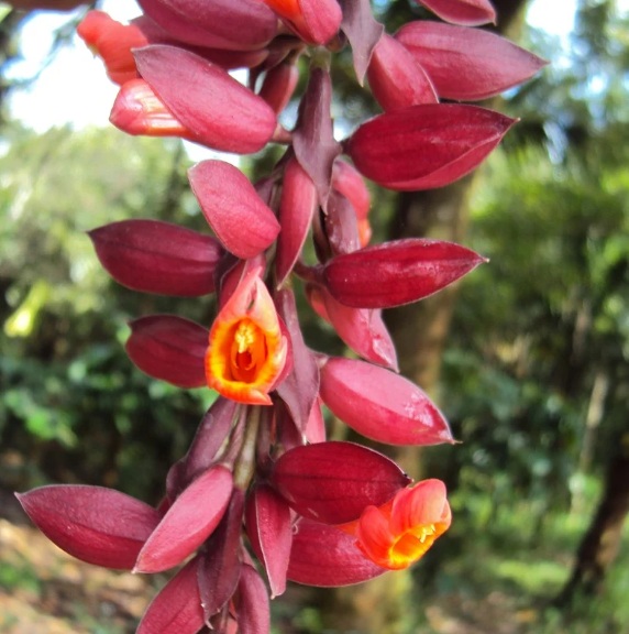 Scarlet Clock Vine (Thunbergia coccinea) - rare exotic climbing plant, photo 2
