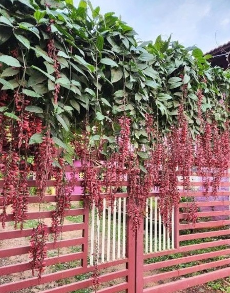 Scarlet Clock Vine (Thunbergia coccinea) - rare exotic climbing plant, photo 3