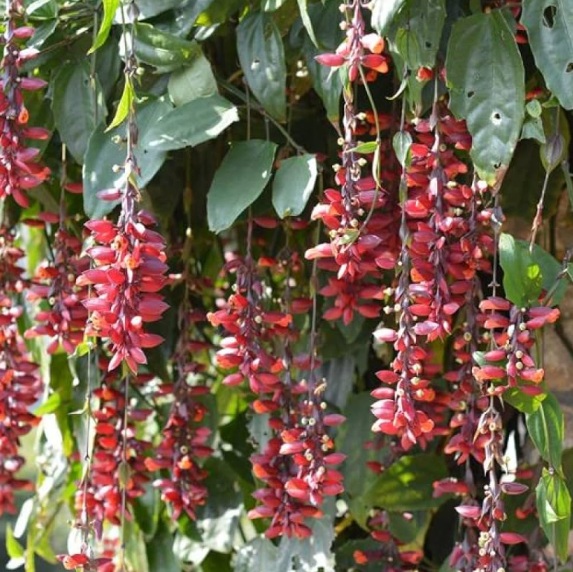 Scarlet Clock Vine (Thunbergia coccinea) - rare exotic climbing plant, photo 4
