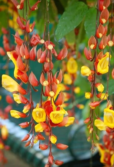 Thunbergia mysorensis (Indian Clock Vine, Rare Flowering) - rare exotic plant