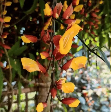 Thunbergia mysorensis (Indian Clock Vine, Rare Flowering) - rare exotic climbing plant, photo 2