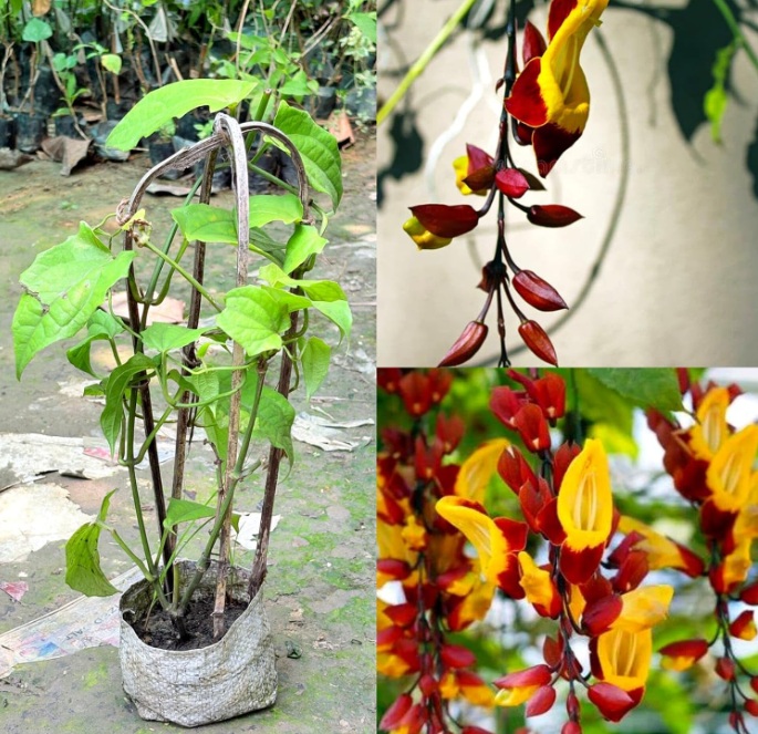 Thunbergia mysorensis (Indian Clock Vine, Rare Flowering) - rare exotic climbing plant, photo 3