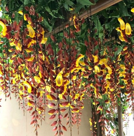 Thunbergia mysorensis (Indian Clock Vine, Rare Flowering) - rare exotic climbing plant, photo 4