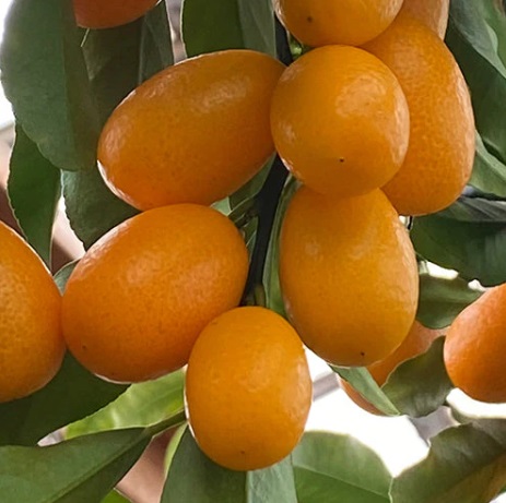 Crispy Honey Kumquat ripening on tree at Exotic Organic Farm Coimbatore